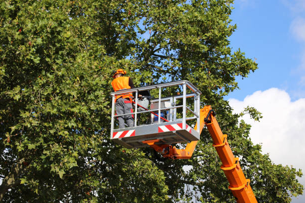 Best Fruit Tree Pruning  in Country Homes, WA